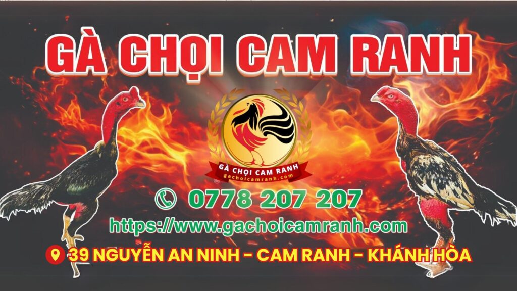 Video ngày 31/8 – CLB Gà Chọi Cam Ranh