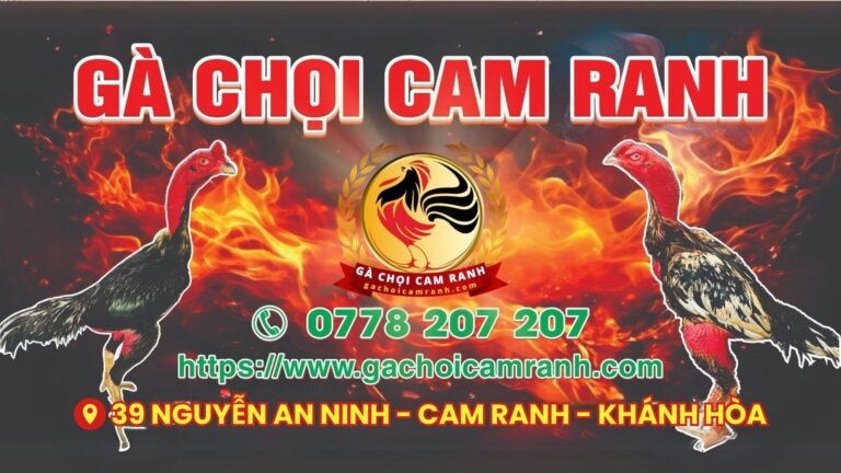 Video ngày 31/8 – CLB Gà Chọi Cam Ranh